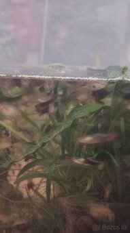 Gupky, endlerky mix 25 ks