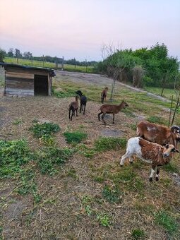 Predám kamerunske ovce