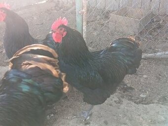 Kohut australorp