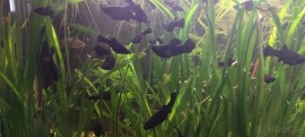 Black Molly - 1