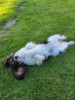 Cavalier