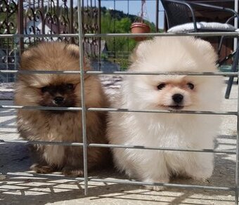 Trpasličí Špic Pomeranian pekne stenatka