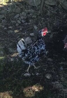 Leghorn