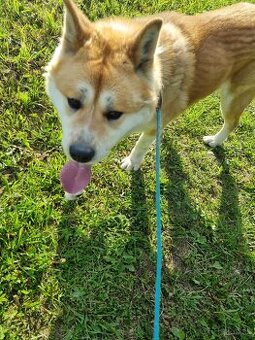 Akita inu