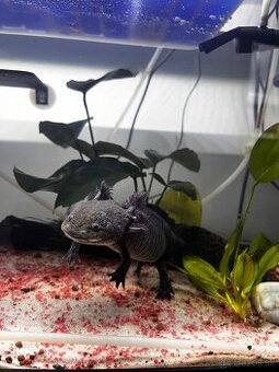 2 Axolotli