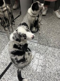 Border kólia - blue merle