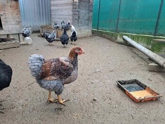 Wyandotka modro lemovana