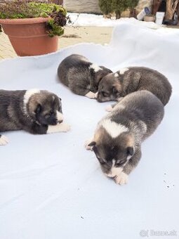 Chovná stanice z bobova dvoru