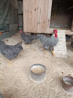 Predám násadové vajcia Vlaška