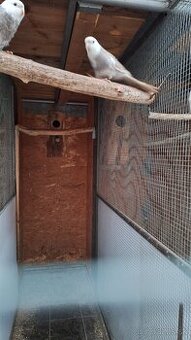 Penant škorica straka