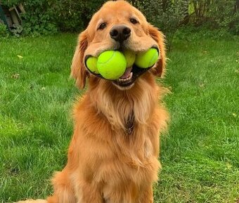 Rezervácia šteniatka, zlatý retriever s PP