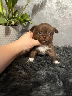 Civava s pp FCI - dlhosrstý psík coko