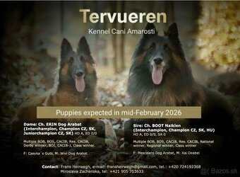 prodam stenata belgickeho ovcaka Tervueren s PP