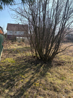 ZÁHRADA na predáj, Dunajská LUŽNÁ - NOVÉ KOŠARISKÁ