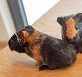 Morča mladá samička