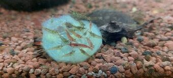 Krevety  0,3€ / kus