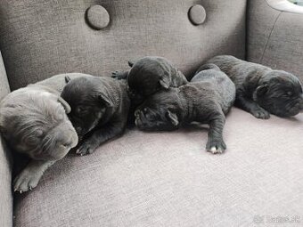 Cane Corso