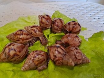 Africký slimák Lissachatina reticulata klasik