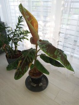 Musa sumatrana 'Zebrina Rojo'