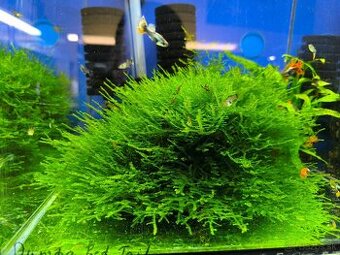 Christmas moss (mach do akvária)