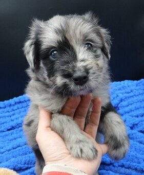 Pyrenejský ovčák - štěňátka s PP