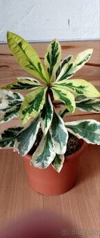 Euphorbia Milii variegated