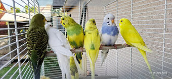 Ponukam na predaj mlade andulky.5e za jednu.