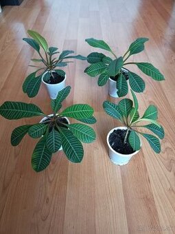 Euphorbia leuconeura