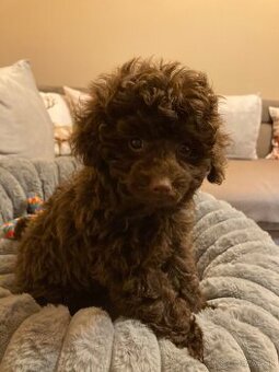 Predám šteniatko mini pudla