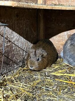 Morské prasiatko, morča