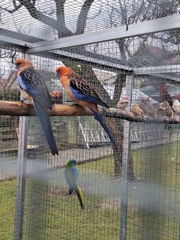 Predám vtáctvo rušíme chov