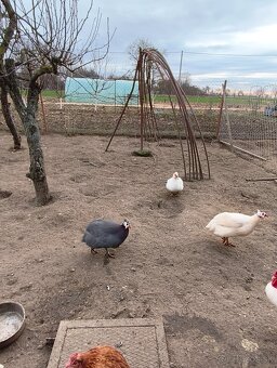 Perlička(samec) kohút