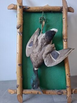 Trofej - Divoká kačka