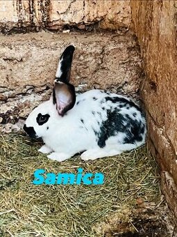 PREDÁM 3,5 mesačne kraliky samice kríženec NOS a BO