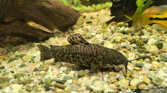 Akvarijne ryby