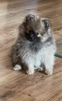 Pomeranian