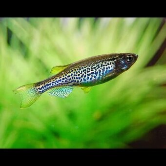 Danio leopardie, predám / vymenim