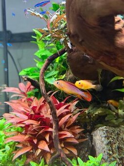 Apistogramma agasizi fire red