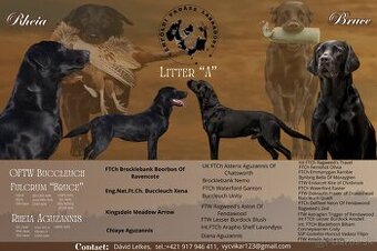 Labrador Retriever Anglická pracovná linia