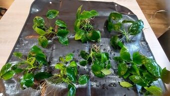 Predam anubias