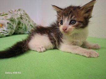 Maine coon mačiatka