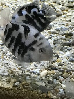 Cichlidy polar blue parrot