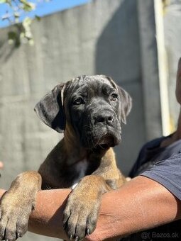 Cane corso s PP