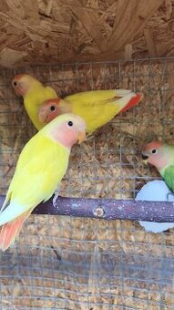 Agapornis ružovohrdlý