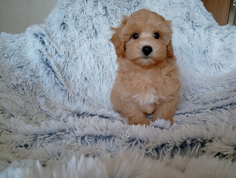 Maltipoo