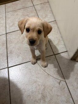 ❤️ venujem malé šteniatko ❤️