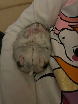 Predávam skrecka - 1