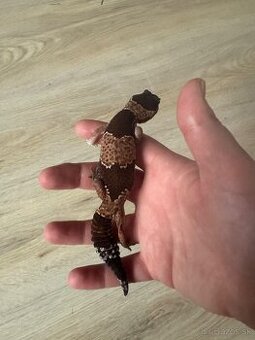 Gekončík africký (Nie gekon nočný)