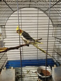 Predam korelu s klietkou