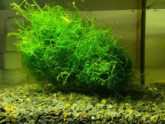 Java Moss -Taxiphyllum barbieri